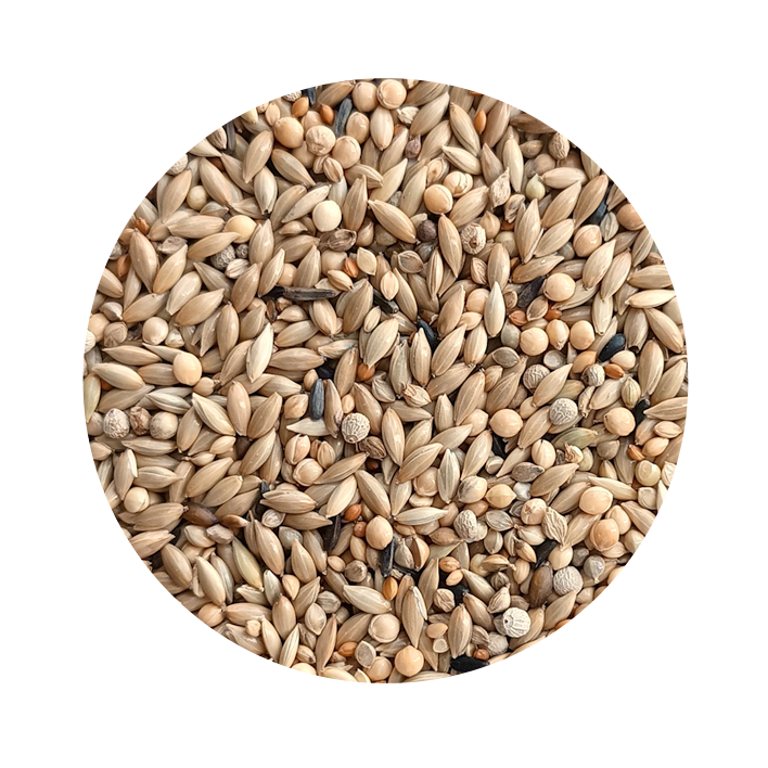 Exótico Gould Breeding