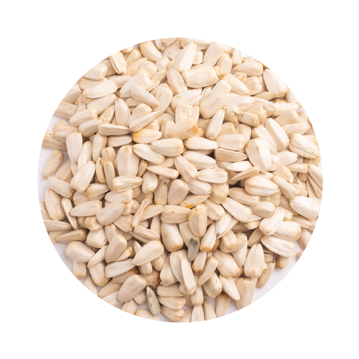 Girassol Branco Girassol Branco