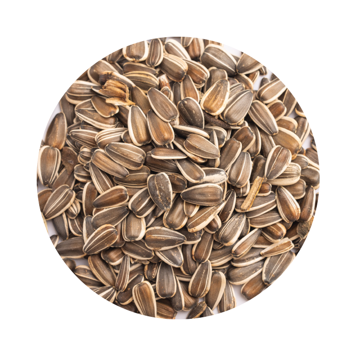 Girassol Raiado grado Girassol Raiado grado