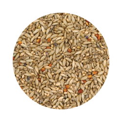 Exótico Gould S4 Premium