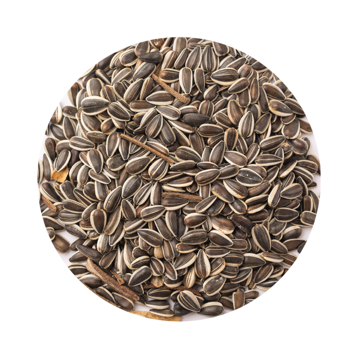 Girassol Raiado miúdo Girassol Raiado miúdo