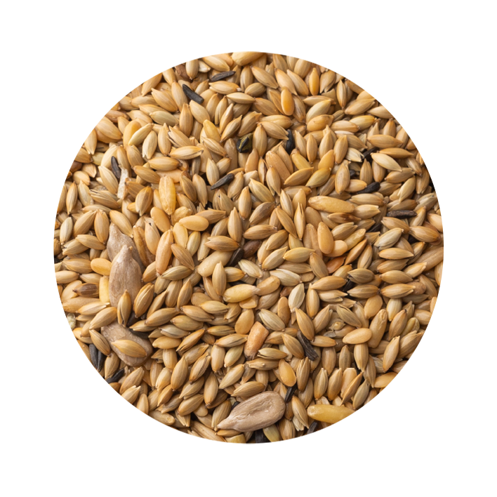 Canário Especial Muda