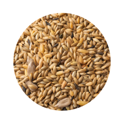 Canário Especial Muda