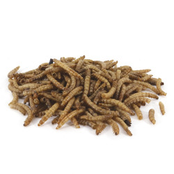 Mealworms