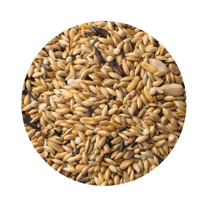 Canário Especial Cria