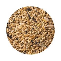 Canário Especial Cria