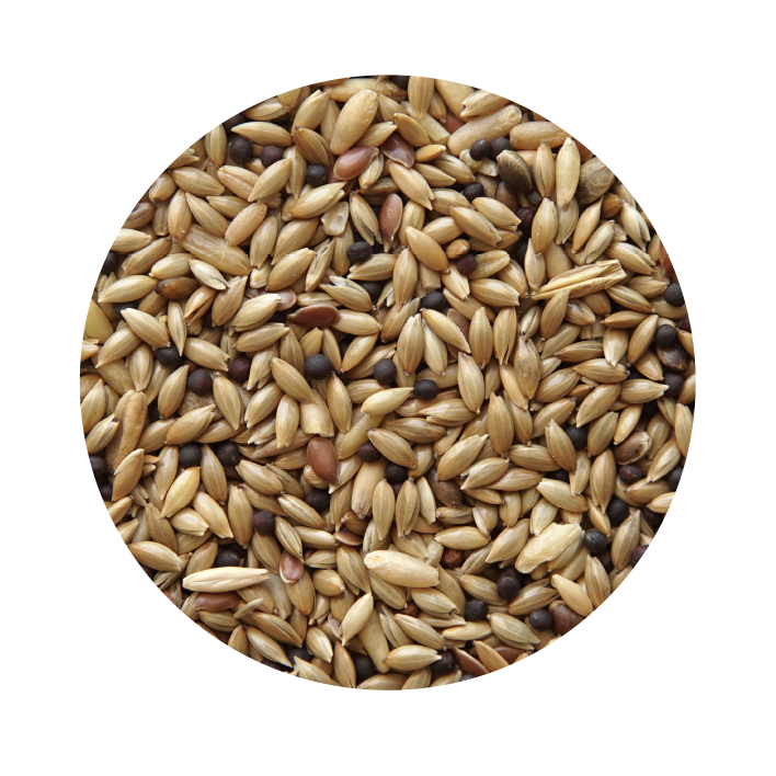 Canário sem Biscoito Standart Canário sem Biscoito Standart