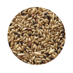 Canário sem Biscoito Standart