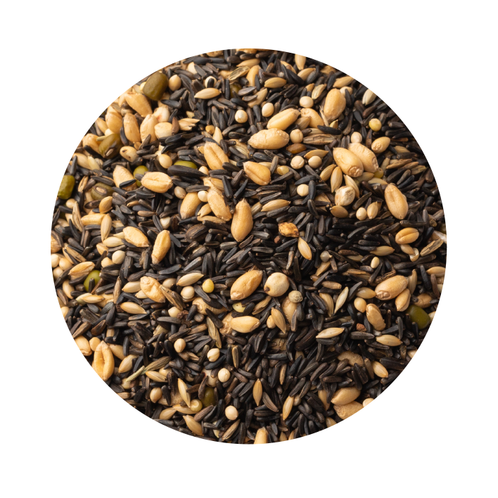 Germinado Branco para Canário