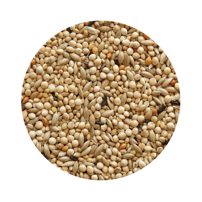 Exótico Profissional Classic