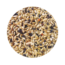 Canário Profissional Premium