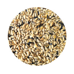 Canários Elite Premium Sem Aveia