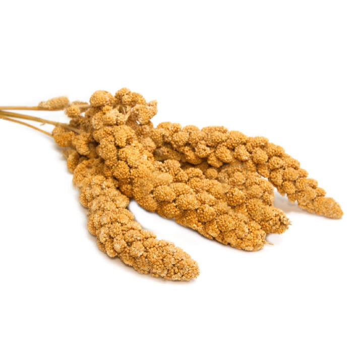 Painço em espiga amarela