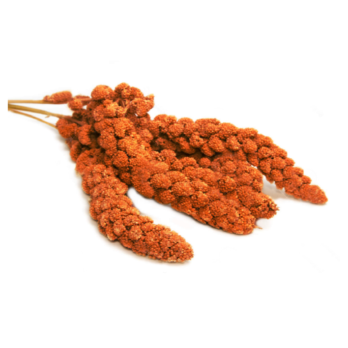 Painço em espiga Vermelha